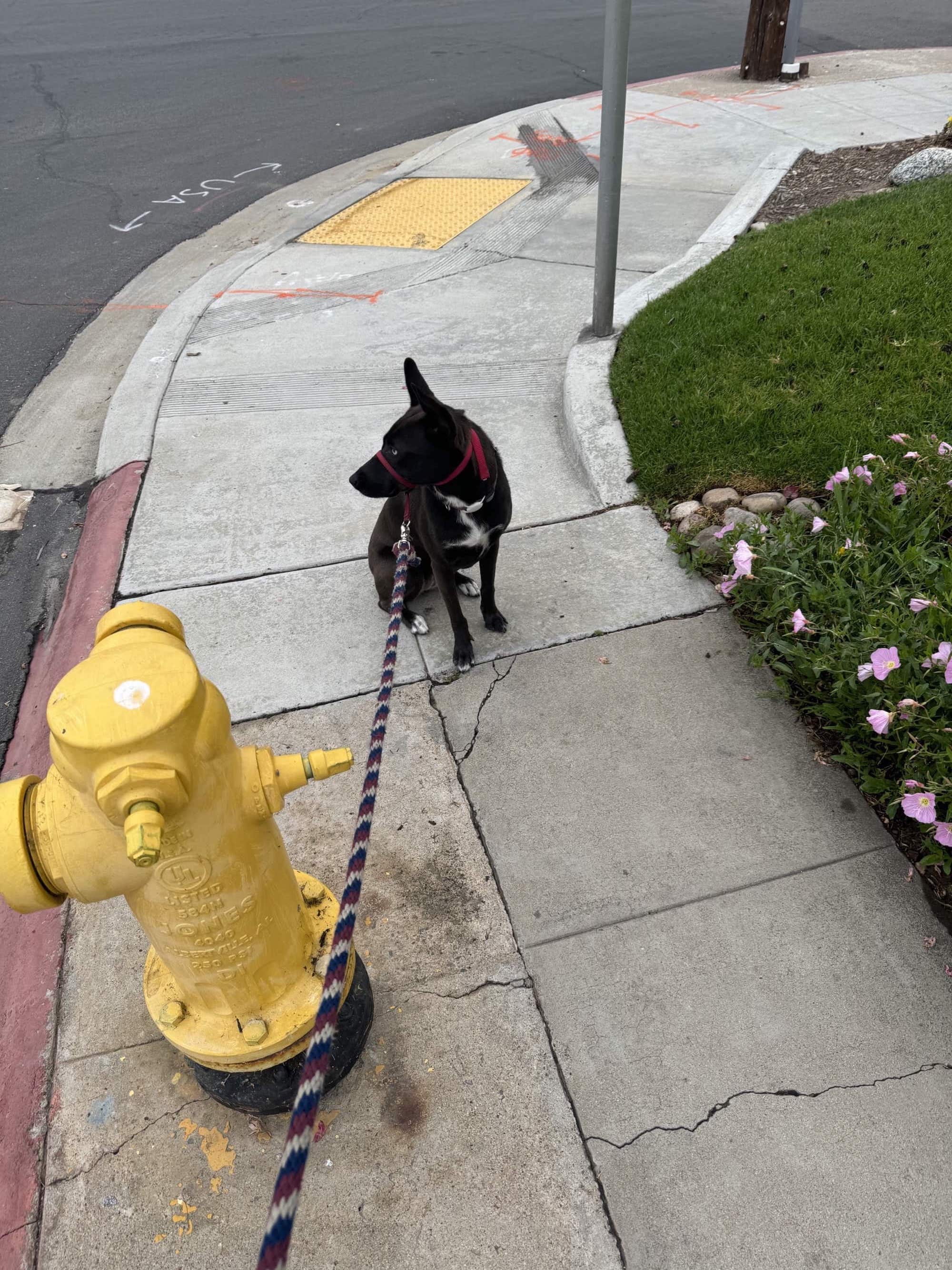 A picture of a black dog named Bowie sitting, taken on July 1 2024 at 6:33 am